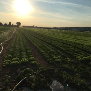 lattughe in campo irrigazione